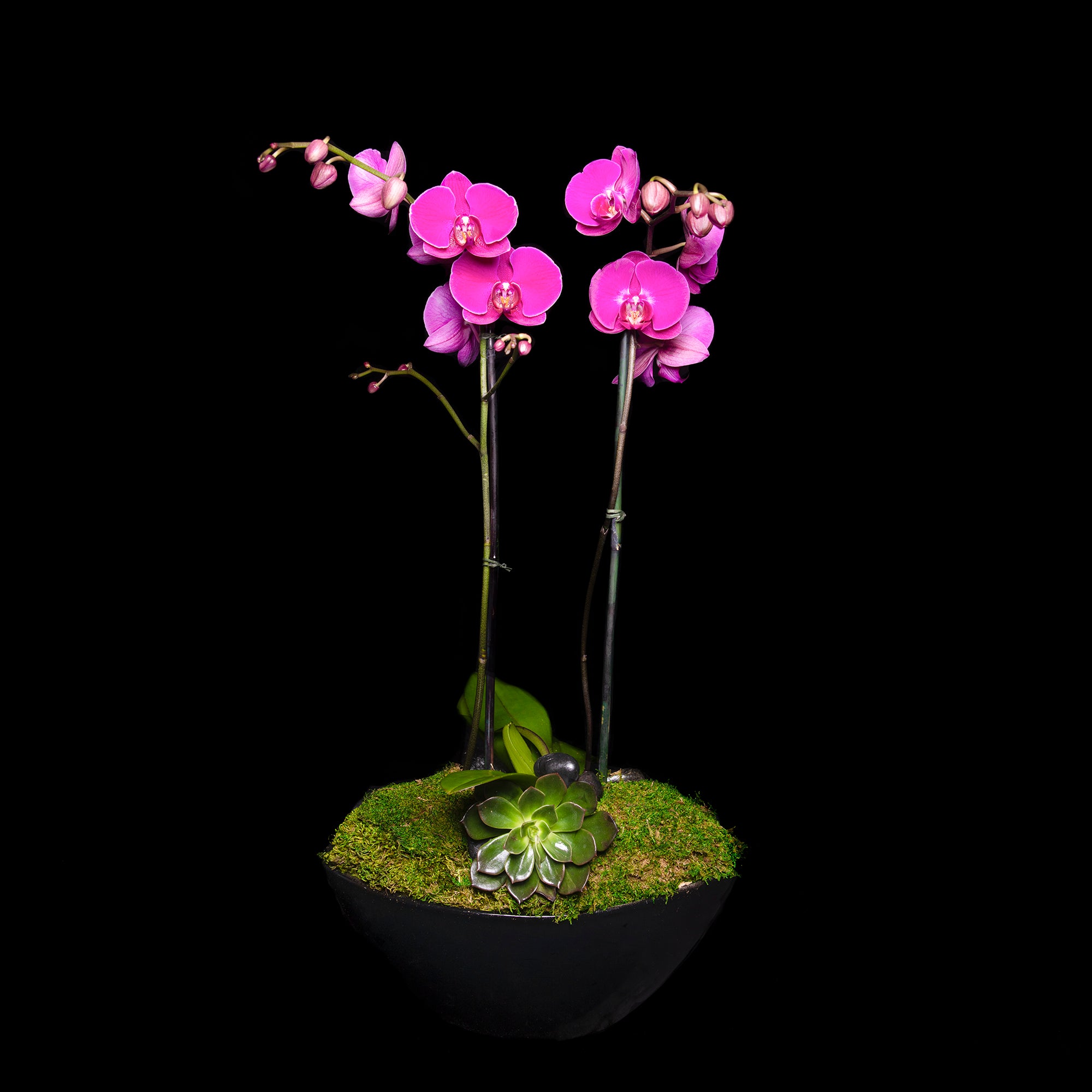 Pink Orchid Couplet
