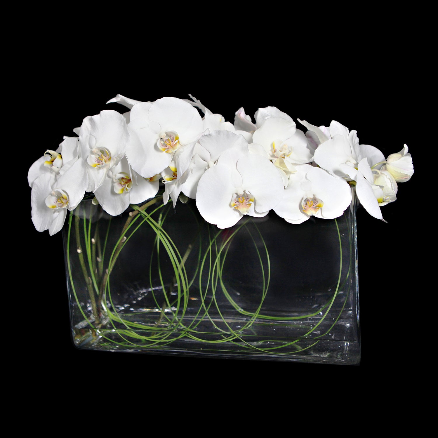 White Orchids on Ice